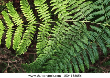 Detailed view on green fern leaves on a forest ground