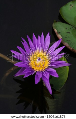 beautiful Purple lotus flower in the pond. selective focus.