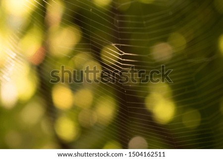 Spider web in the sun. on a green background. bokeh