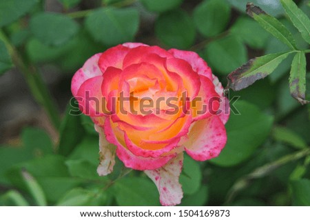 
beautiful rose on a bush
