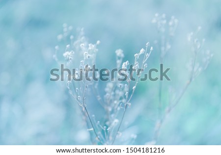Natural background with autumn grass. Scene with wild grass on a sun light on blurred nature background. Soft focus image