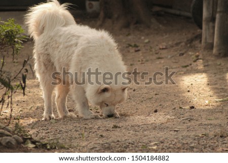 portrait female Samoyed dog in nature