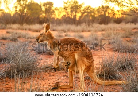 Side view of red kangaroo with a joey in a pocket, Macropus rufus, on the red sand of outback central Australia. Australian Marsupial in Northern Territory, Red Center. Desert landscape at sunset.