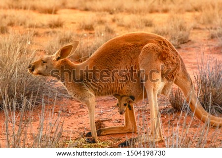 Side view of red kangaroo with a joey in a pocket, Macropus rufus, on the red sand of outback central Australia at sunset. Australian Marsupial in Northern Territory, Red Center.