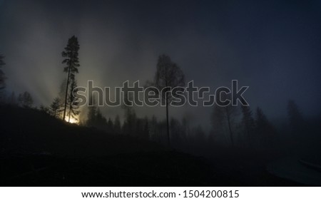 Foggy forrest with backlit tree