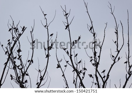 Silhouettes flock of starlings on a tree