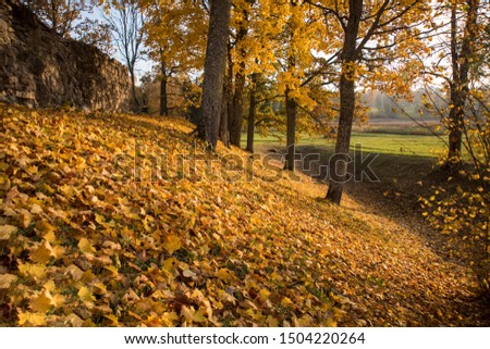 Autumn yellow leaves in nature abstraction.