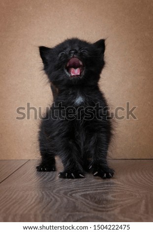 cute black baby cats in front of a studio background