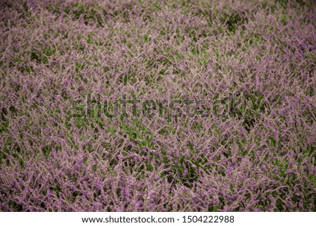 Lavender flowers, flower field detail