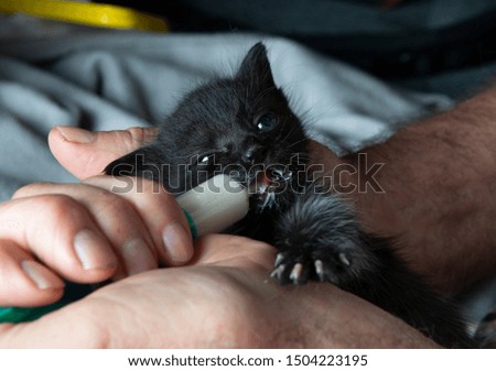 cute black baby cats while they are eat
