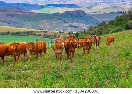 Abstract and conceptual of wild grazing cattle. In the center of Sicily, in the spring.