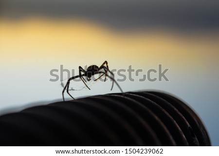 A spider silhouette in front of warm sunset