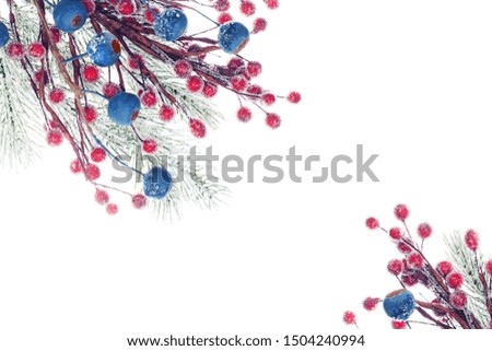 Christmas background with green Xmas tree twig and blue and red berries isolated on white