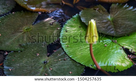Lotus leaves and flower in the pond
