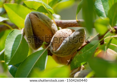 Ripe almonds nuts on almond tree ready to harvest close up Royalty-Free Stock Photo #1504260440