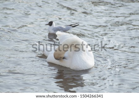 An isolated image of a swan on a river.