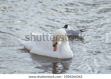 An isolated image of a swan on a river.