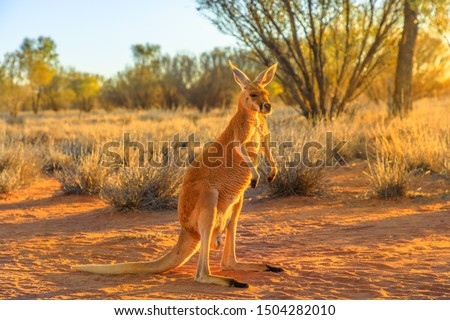 Side view of red kangaroo, Macropus rufus, standing on the red sand of outback central Australia. Australian Marsupial in Northern Territory, Red Center. Desert landscape at golden sunset.