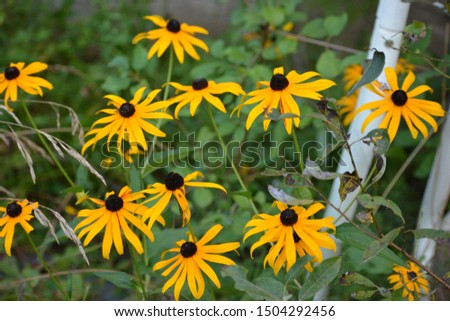 Rudbeckia hirta, commonly called black-eyed Susan, is a North American flowering plant in the sunflower family