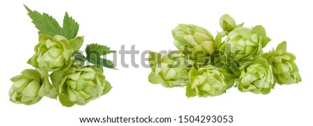 The collection of green hop cones. Isolated pictures.