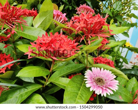 beautiful picture of red and pink flowers with green leaves