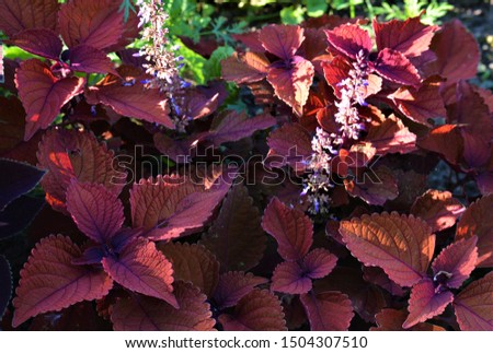 Perilla frutescens var. crispa, or shiso, belongs to the genus Perilla, in the mint family, Lamiaceae. Shiso is a perennial plant that may be cultivated as an annual in temperate climates. Royalty-Free Stock Photo #1504307510