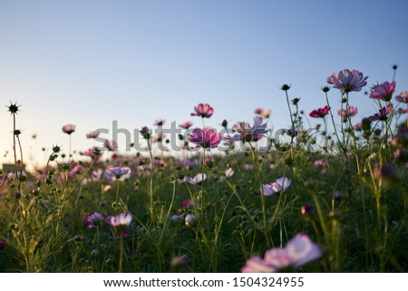 A field of cosmos in the afternoon at Jechun, South Korea.