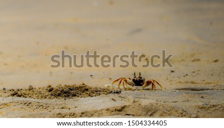 There was one crab on the sand.