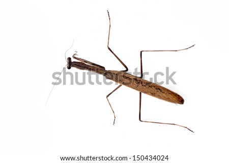 White background on the mantis, close-up pictures 