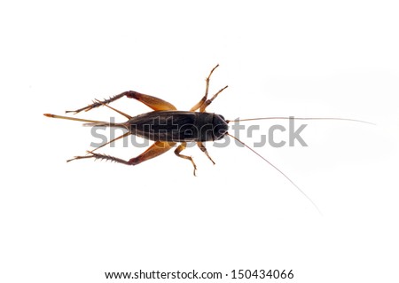 Cricket on a white background, close-up pictures 