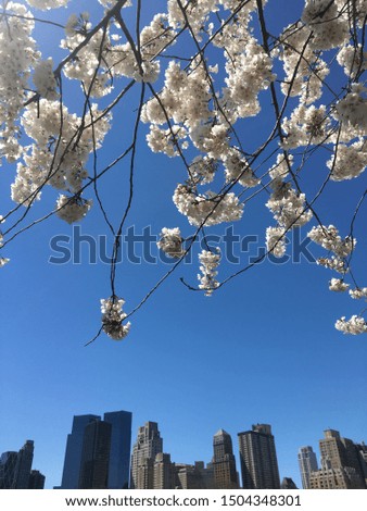 A branch of blooming cherry blossoms hangs above the New York skyline