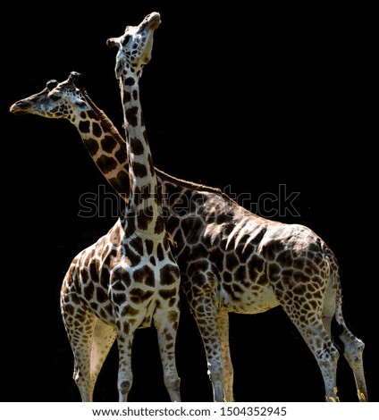 Iconic Coloring on a Pair of Giraffes Against a Dark Background