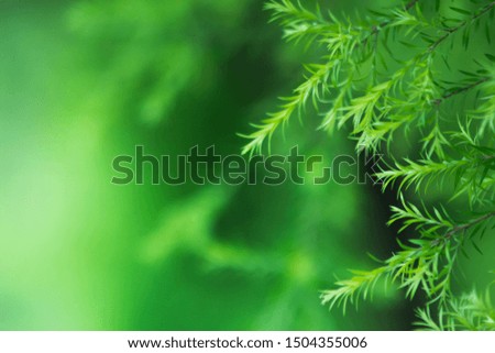 nature background, the leaf pattern in nature abstract background, leaf close-up