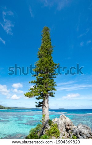 New Caledonia Loyalty Islands Male Island Cedar on the Tadine Coast Royalty-Free Stock Photo #1504369820