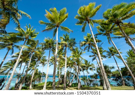 New Caledonia, Loyalty Islands, Male Island, Palms of Tadine Coast Royalty-Free Stock Photo #1504370351