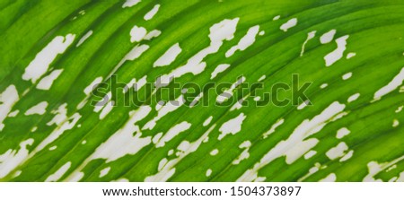 Close-up nature green leaf texture background with light in the back.
