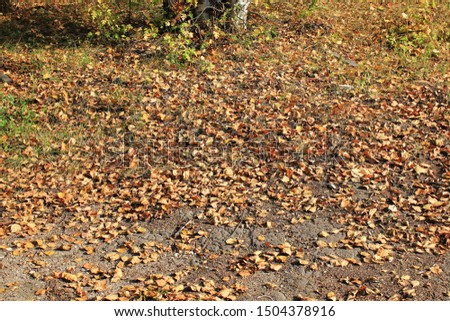 Many colorful leaves on the asphalt