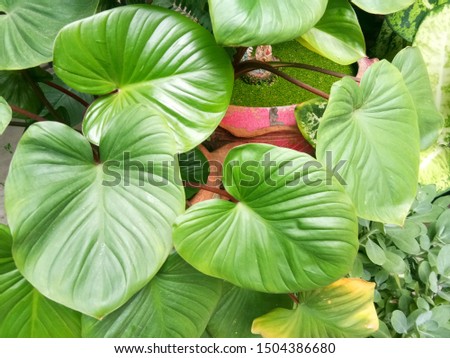 Green leaf background in tropical forest for graphic design or wallpaper