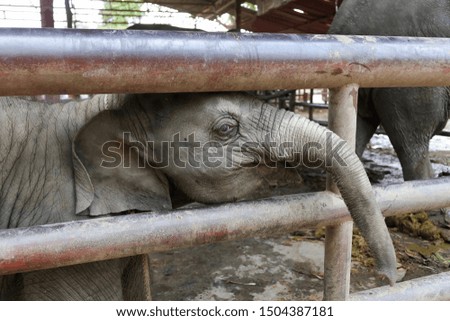 The beautiful pattern elephant in the zoo