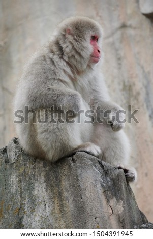 Japanese monkey in the zoological park