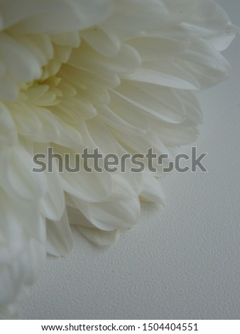Blurred abstract background with white chrysanthemum flower petals.