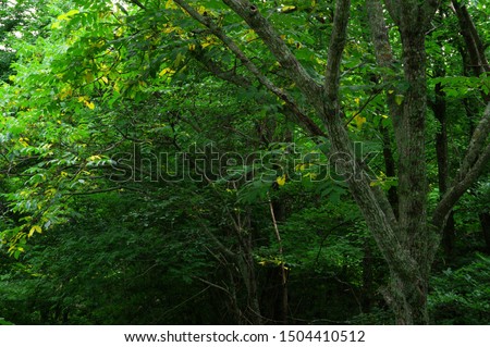 Deep forest light and shadow. A mysterious natural scene.