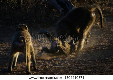 Low key image of chacma baboons play fighting in dry sand at sunset with back lighting