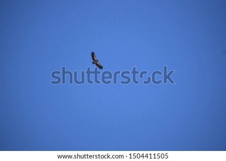 Eagle Shot in Clear Blue Sky