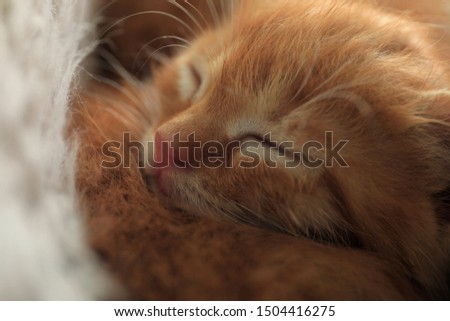 Sleeping cute little red kitten, closeup view