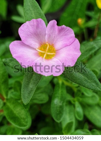 The picture of 1 Pink color Portulaca or Sun Plant flower