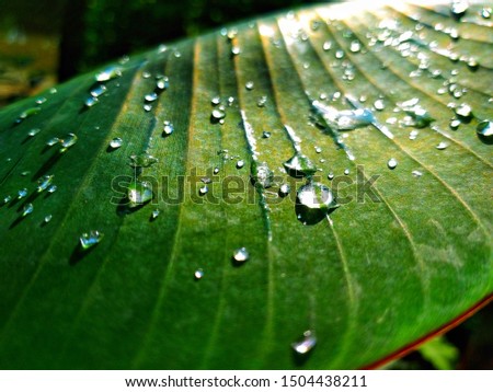 Close up drop of water still on green leaf after rainy morning. A sun is shining in the background. Tropical botanical.