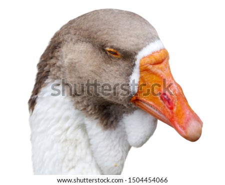 portrait of a large beautiful goose on white background