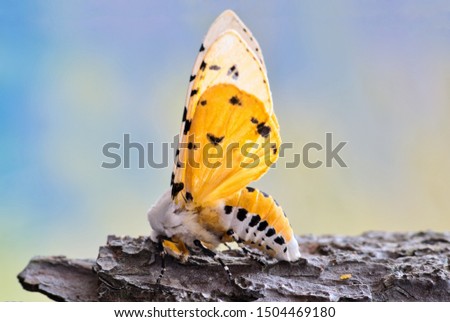 Male Salt Marsh moth, also known as the Acrea moth (Estigmene acrea) on a piece of tree bark is raising its wings in a defense posture, showing its colorful orange underside.