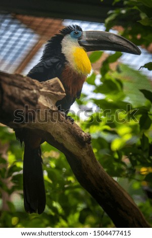 A toucan bird with a large beak sits on a thick branch. Black feathers, blue eyes and yellow breasts. Fluffy crest. Selective focus on the head.